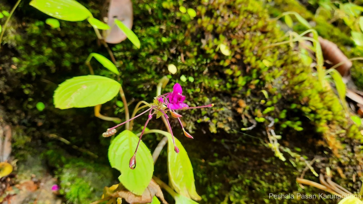 Impatiens janthina Thwaites